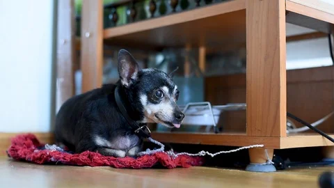 A small old dog is constantly barking, sitting on a leash in the apartment near  Video stock 106874308