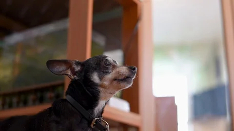 A small old dog is constantly barking, sitting on a leash in the apartment near  Video stock 106874329