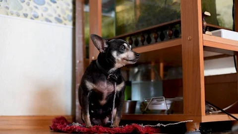 A small old dog is constantly barking, sitting on a leash in the apartment near  Video stock 106874349