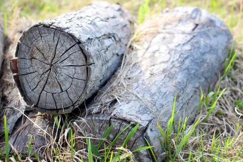 Small old logs lie on the grass. Stock Photos