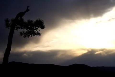 Small old tree with sunset Stock Photos