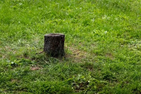 Small old tree trunk protruding from green grass in a backyard Stock Photos