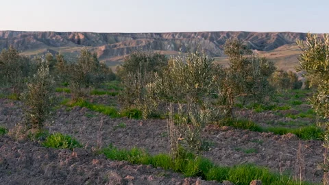 Small olive sapling growing in a rural landscape Vídeo Stock 333412472