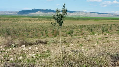 Small olive sapling growing in a rural landscape Vídeo Stock 333412480