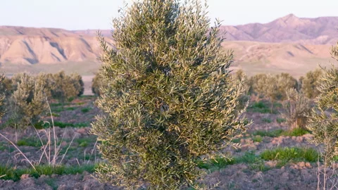 Small olive sapling growing in a rural landscape Vídeo Stock 333412491