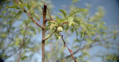 Small olive tree branch Vidéo 141739992