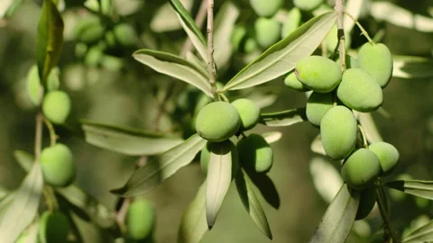 Small olive tree branches burdened by the weight of green grains in the sun. Stock-Footage 283645715