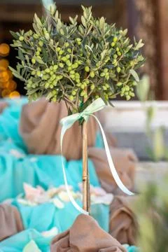 Small olive tree, Greece Stock-Fotos