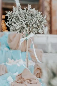 Small olive tree, Greece Stock-Fotos