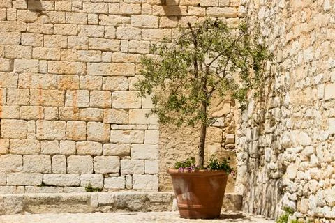 Small olive tree is planted in a clay pot in France Foto stock