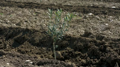 Small olive trees in newly cultivated soil under a blue sky Vídeo Stock 333459017