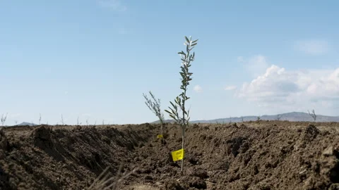 Small olive trees in newly cultivated soil under a blue sky Vídeo Stock 333459076