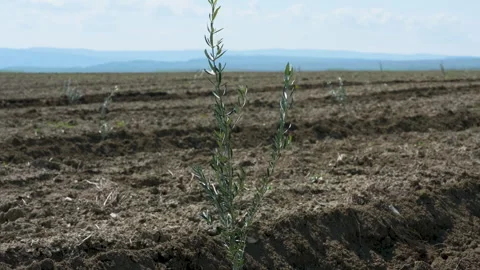 Small olive trees in newly cultivated soil under a blue sky Vídeo Stock 333459102