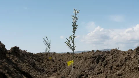Small olive trees in newly cultivated soil under a blue sky Vídeo Stock 333459162