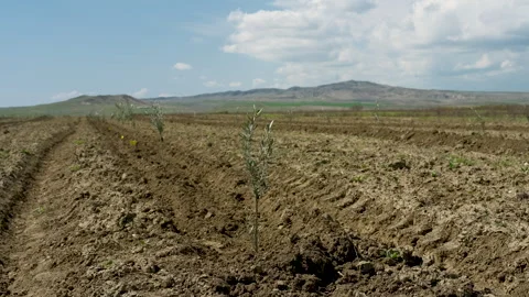 Small olive trees in newly cultivated soil under a blue sky Vídeo Stock 333459472