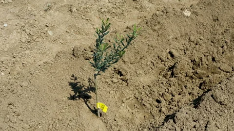 Small olive trees in newly cultivated soil under a blue sky Vídeo Stock 333459645
