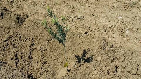 Small olive trees in newly cultivated soil under a blue sky Vídeo Stock 333459646