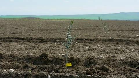 Small olive trees in newly cultivated soil under a blue sky Vídeo Stock 333460155
