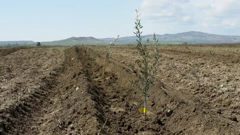 Small olive trees in newly cultivated soil under a blue sky Vídeo Stock 333460204