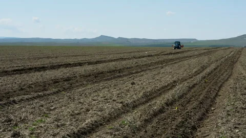 Small olive trees in newly cultivated soil under a blue sky Vídeo Stock 333460442