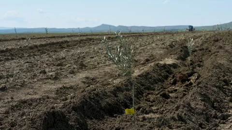 Small olive trees in newly cultivated soil under a blue sky Vídeo Stock 333460659