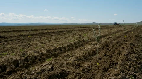 Small olive trees in newly cultivated soil under a blue sky Vídeo Stock 333460671