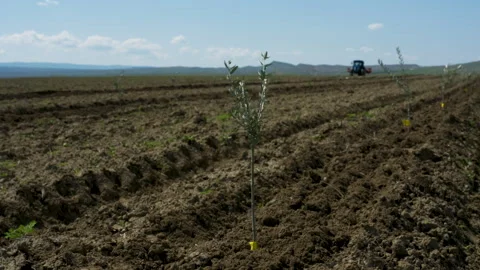 Small olive trees in newly cultivated soil under a blue sky Vídeo Stock 333460885