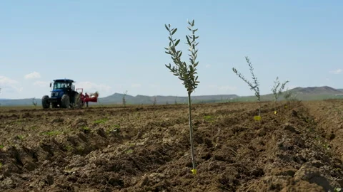 Small olive trees in newly cultivated soil under a blue sky Vídeo Stock 333460897