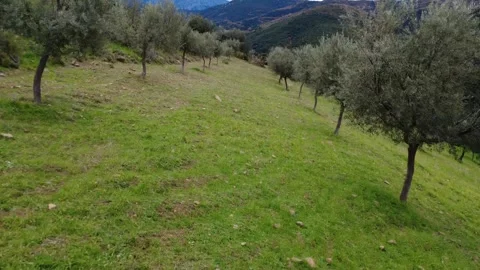 Small Olive Trees Planted On Sloping Mountain Farm Field Stock Footage 326936249