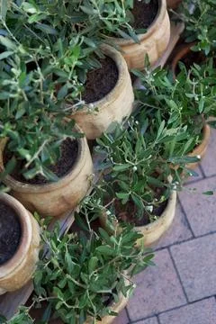 Small olive trees on a terrace Stock Photos