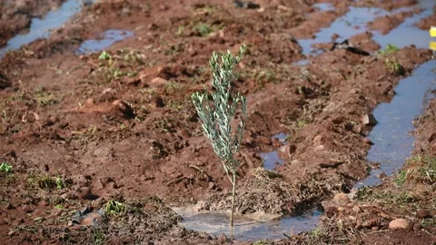 Small olives tree shaking by wind Видео 235794540