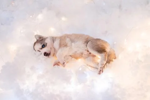 A small one and a half month old husky puppy sleeps on a white fluff Stock Photos