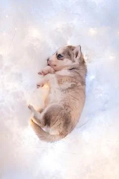 A small one and a half month old husky puppy sleeps on a white fluff Stock Photos