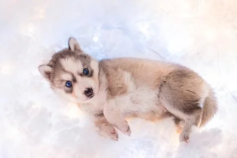 A small one and a half month old husky puppy sleeps on a white fluff Stock Photos