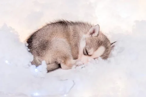 A small one and a half month old husky puppy sleeps on a white fluff Stock Photos