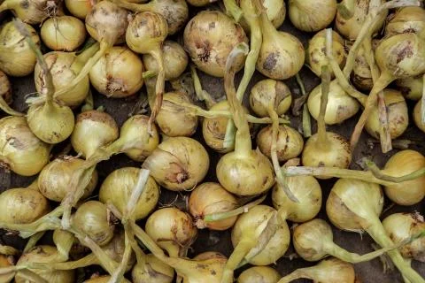 Small onions are on the table. Stock Photos