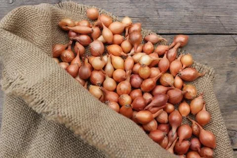 Small onions in a bag Stock Photos