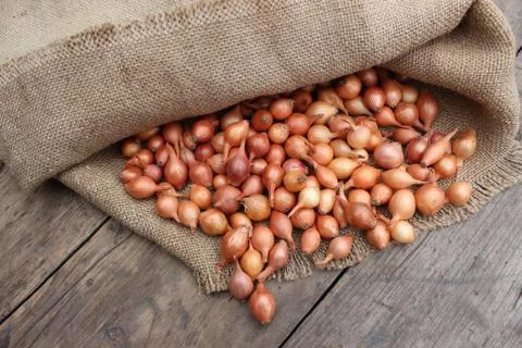 Small onions in a bag Stock Photos