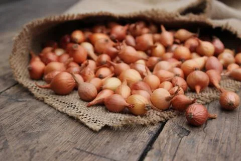 Small onions in a bag Stock Photos
