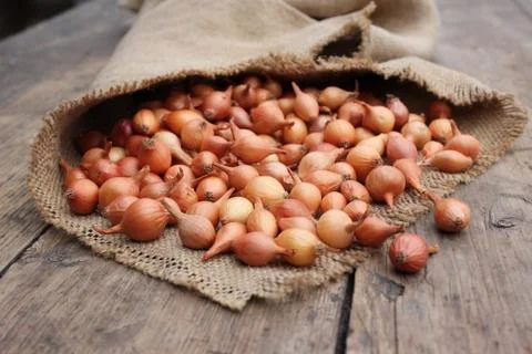 Small onions in a bag Stock Photos