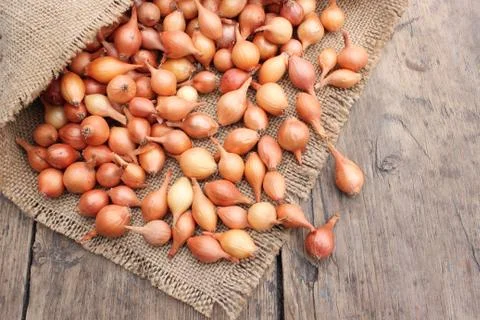 Small onions in a bag Stock Photos