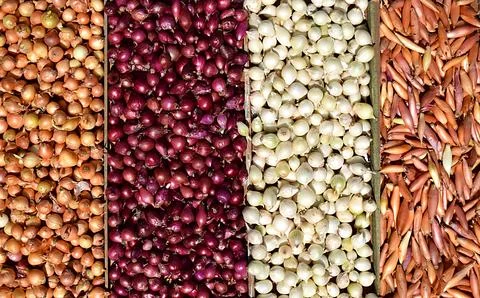 Small onions of four varieties of different shapes and colors. Stock Photos