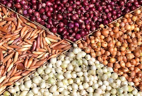 Small onions of four varieties of different shapes and colors. Stock Photos