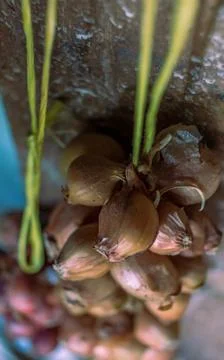 Small onions tie up on thread Stock Photos