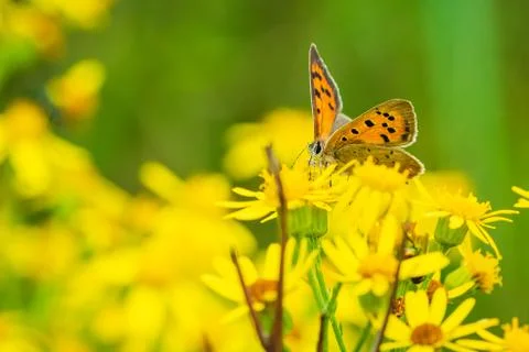 Small or common copper butterfly lycaena phlaeas closeup Stock Photos