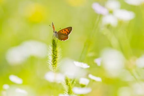 Small or common copper butterfly lycaena phlaeas closeup Stock Photos