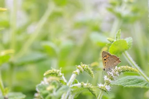 Small or common copper butterfly lycaena phlaeas closeup Stock Photos