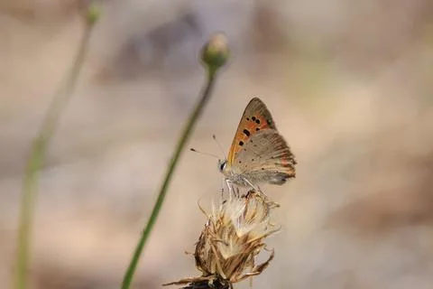 Small or common copper butterfly lycaena phlaeas closeup Stock Photos