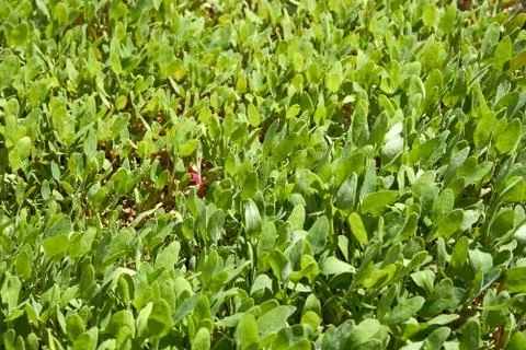 Small orache plants Stock Photos