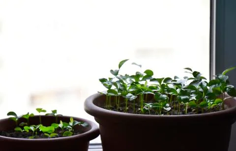 Small oranfe trees in the pot Stock Photos